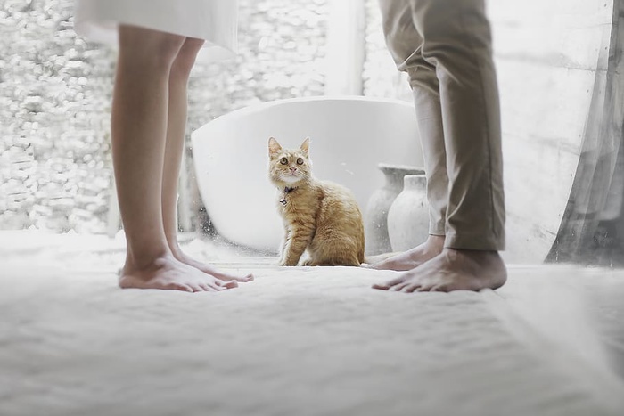 一只斑猫在人与人之间的照片