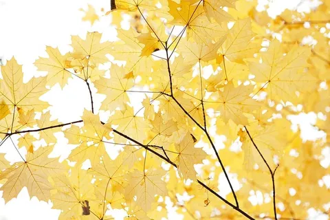 秋天，秋天，树叶，树叶，树叶，季节性，黄色，11月