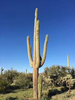 仙人掌,亚利桑那州,仙人掌,仙人掌,生长,自然,沙漠,植物 仙人掌,亚利桑那州,仙人掌,仙人掌,生长,自然,沙漠,植物