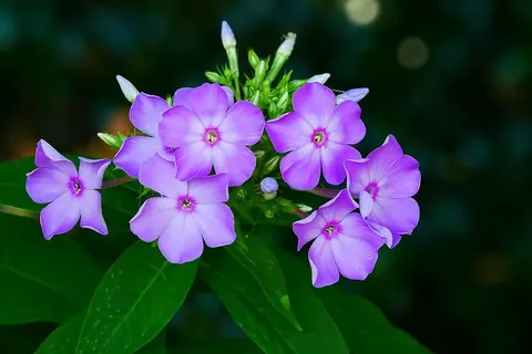 花园里福禄考花的照片。 花园里福禄考花的照片。