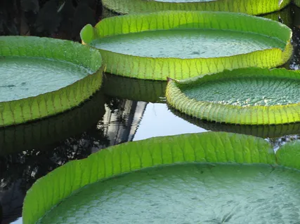 植物、爬行动物、蛇、动物、绿色、百合、花朵、花朵