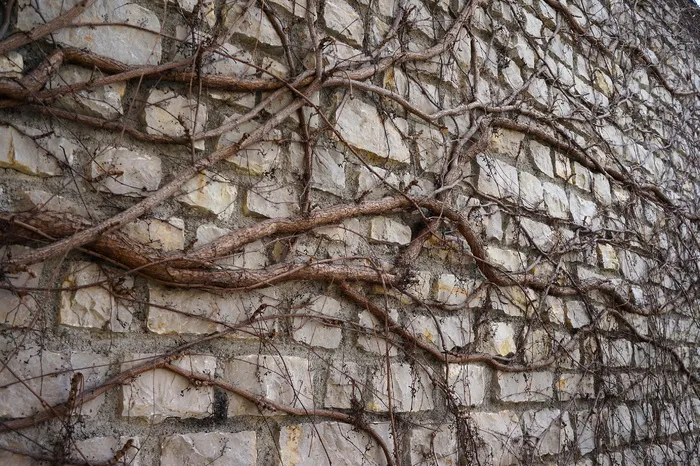 琥珀色、拖车、石墙、树、树枝、植物、裸树、全框架