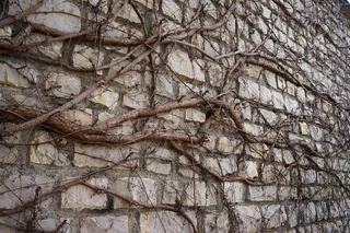 琥珀色、拖车、石墙、树、树枝、植物、裸树、全框架