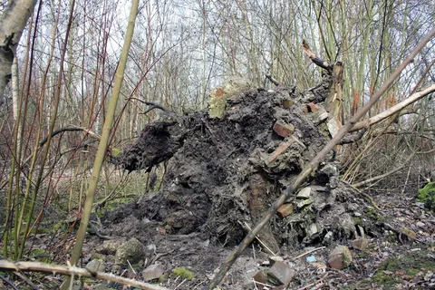 根，连根拔起，垂死的树，风暴损坏，损坏，拔出，心烦意乱，树