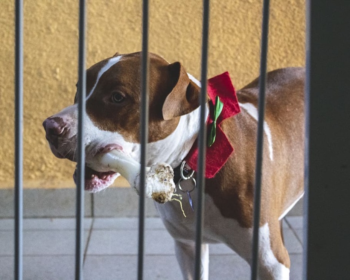 狗，小狗，斗牛犬，梗，骨头，狗狗，狗狗，家畜