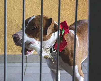 狗，小狗，斗牛犬，梗，骨头，狗狗，狗狗，家畜