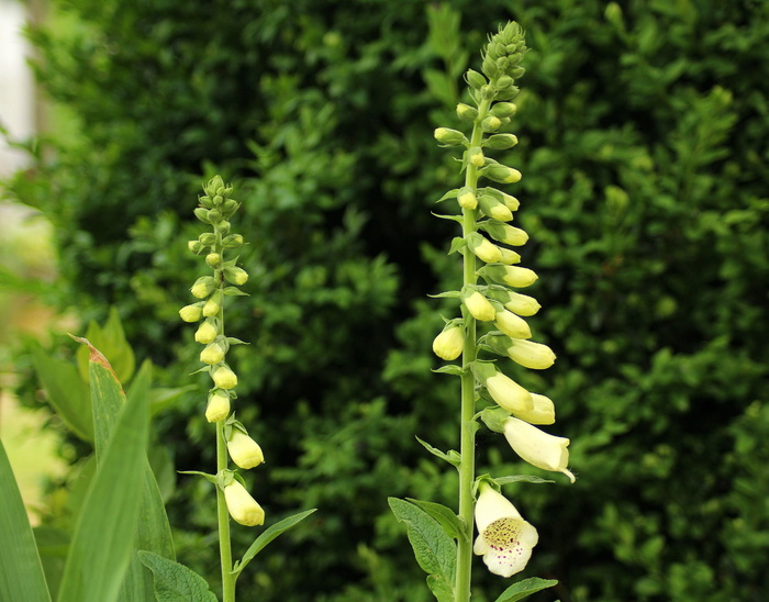 毛地黄，开花，白花，春天，花，自然，生长，植物