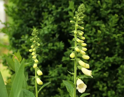 毛地黄，开花，白花，春天，花，自然，生长，植物
