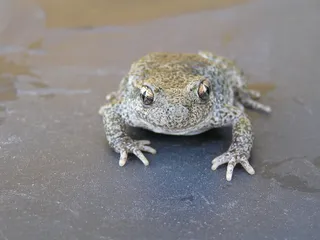 蟾蜍，蛙，斑驳，两栖，蛙斑驳，一种动物，野生动物，动物题材