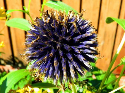 花，罂粟，自然，罂粟，红罂粟，东方罂粟，罂粟花，开花