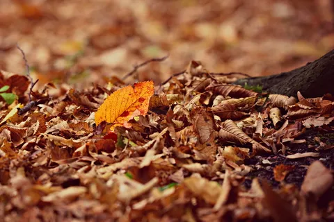 秋叶,落叶,落叶,季节,干燥,叶毯,森林,秋天 秋叶,落叶,落叶,季节,干燥,叶毯,森林,秋天