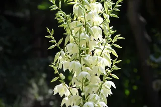 特写，照片，白色，丝兰花，白天，夏天，太阳，太阳，光，阴影