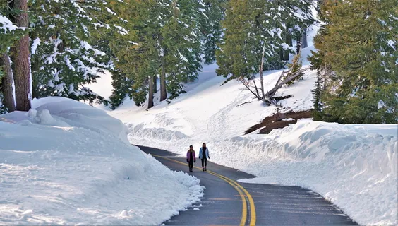 两个人走在白雪覆盖的树之间的路上 两个人走在白雪覆盖的树之间的路上