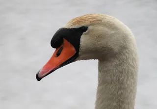 天鹅，他，游泳鸟，丹麦，国鸟，水，白色，漂亮