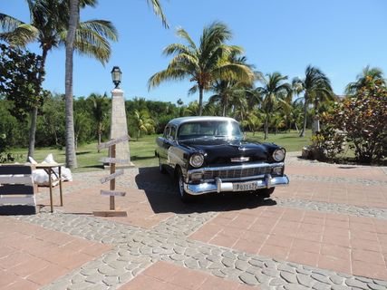 树木，热带气候，棕榈树，植物，天空，运输方式，机动车，汽车
