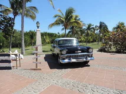 树木,热带气候,棕榈树,植物,天空,运输方式,机动车,汽车 树木,热带气候,棕榈树,植物,天空,运输方式,机动车,汽车