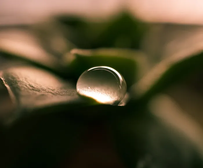 植物, 花, 自然, 肉质, 肉质, 珍珠, 雨, 水