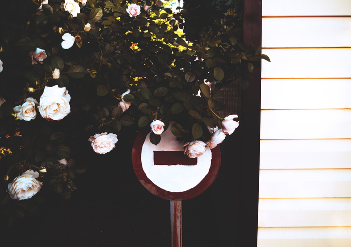 邮件旁边的白色花瓣