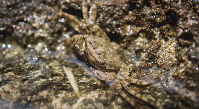 螃蟹、动物、食物、海洋生物、海鲜、岩石、特写、宏观