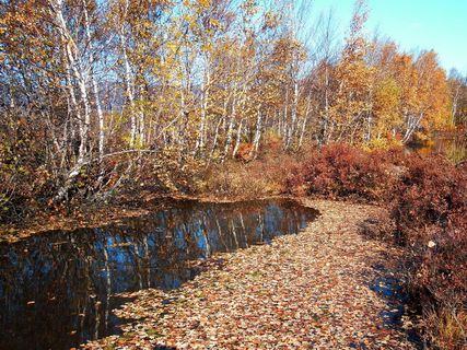 秋天，落叶，湖，水，水坑，水面上的叶子，木犀，黄叶