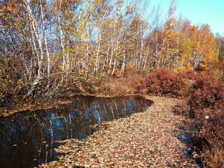 秋天，落叶，湖，水，水坑，水面上的叶子，木犀，黄叶