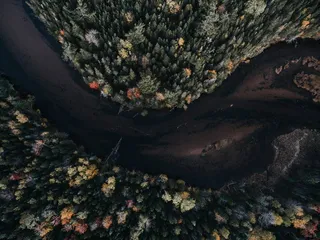 树木和水体的航空摄影