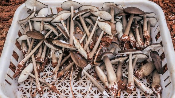 白色塑料筐上的棕色蘑菇