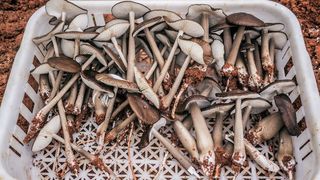 白色塑料筐上的棕色蘑菇