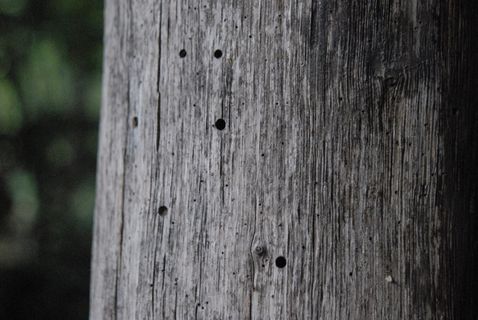 树，图案，自然，森林，木材-材质，纹理，特写，无人