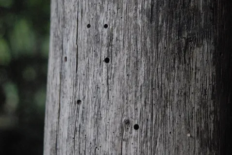 树，图案，自然，森林，木材-材质，纹理，特写，无人