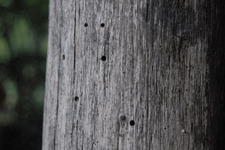 树，图案，自然，森林，木材-材质，纹理，特写，无人