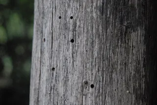 树，图案，自然，森林，木材-材质，纹理，特写，无人