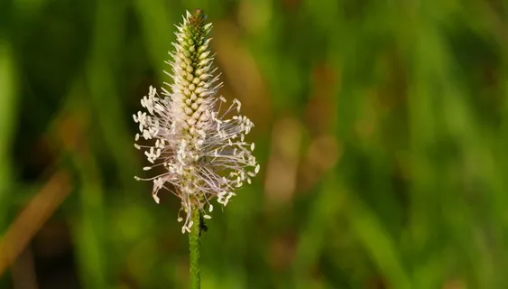 自然、草地、牧场、车前草、光、太阳、植物、生长 自然、草地、牧场、车前草、光、太阳、植物、生长