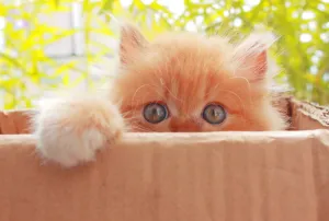 盒子里的小猫，可爱，宠物，猫，家养，动物，小，眼睛