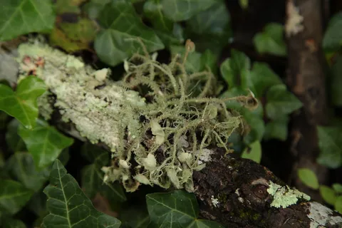 叶子，植物，植物部分，生长，绿色，特写，自然，聚焦前景