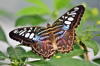 蝴蝶，热带蝴蝶，异国情调，昆虫，翅膀，大蝴蝶，热带蝴蝶，自然