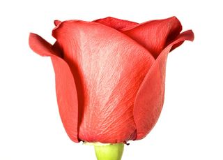 con2011，鲜花，新鲜，礼物，孤立，照片，红色，浪漫