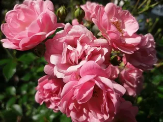 玫瑰，花园，玫瑰园，夏天，花，花，自然，植物