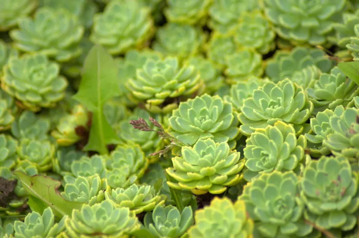 景天属，绿色，植物，花卉，自然，多年生，绿色，食品和饮料