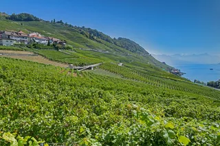 葡萄藤，葡萄园，葡萄酒，葡萄酒红，葡萄藤，日内瓦湖，拉沃，植物