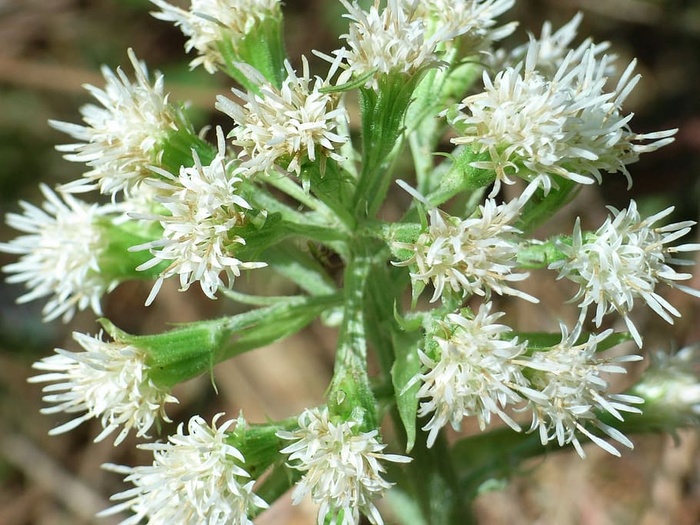 花，花序，花序，开花，开花，关闭，春天，白色