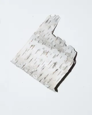 工作室拍摄, 白色背景, 室内, 没有人, 特写, 静物, 剪出, 复制空间