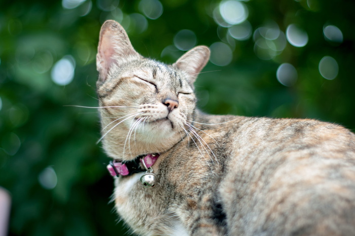 褐斑猫的波基摄影