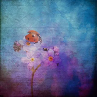 红色，瓢虫，白色，花瓣壁纸，纹理，背景，勿忘我