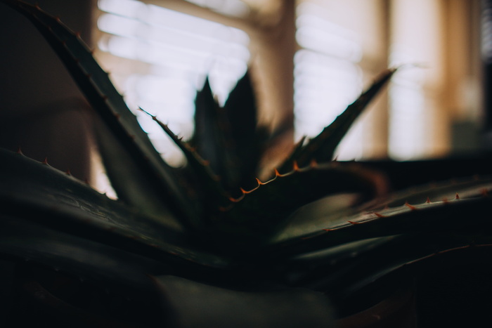 芦荟植物的选择性聚焦摄影