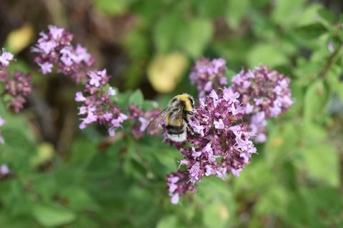 鹰嘴豆,牛至,虚构,昆虫,紫色,宏,授粉,花 鹰嘴豆,牛至,虚构,昆虫,紫色,宏,授粉,花