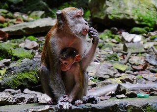 马来西亚、巴图洞穴、幼猴、吉隆坡、泰国、东南亚、柬埔寨、亚洲