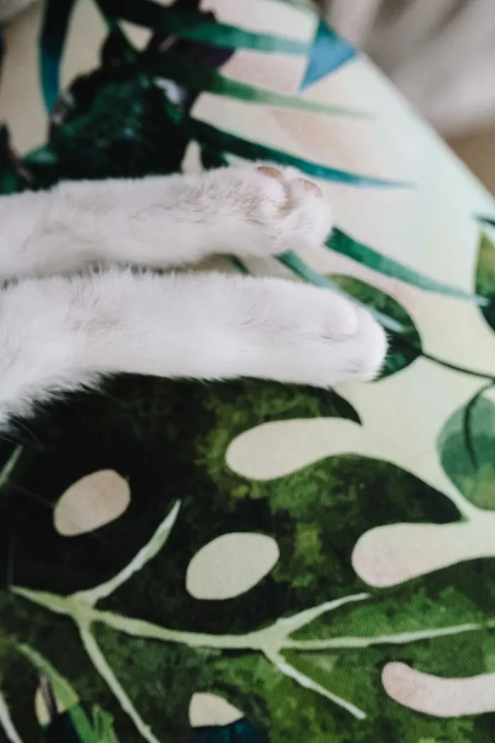 支撑墙壁单元的基本元素-猫