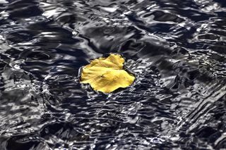 薄片，水，自然，黄叶，树叶，listopad，秋天的颜色，秋天的树叶