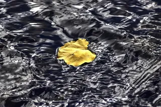 薄片，水，自然，黄叶，树叶，listopad，秋天的颜色，秋天的树叶